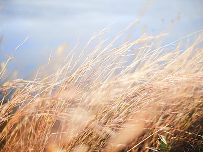 campo de grãos, campo gramado, grama secada, campo de grão maduro, marrom dourado, planta de cereais, natureza