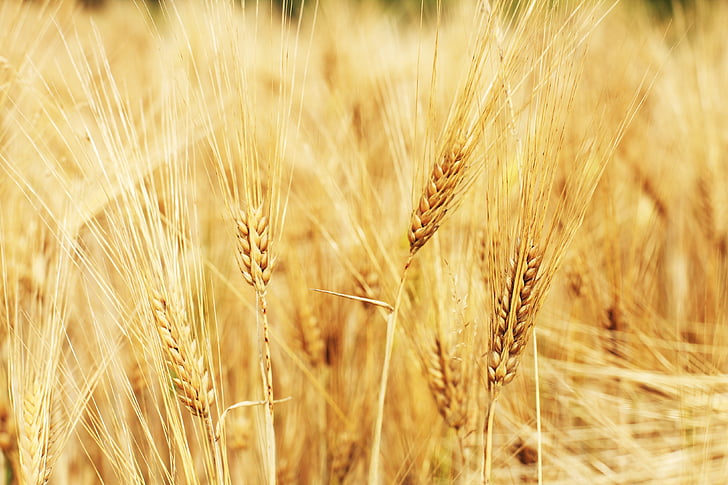 wheat field, wheat, cornfield, cereals, field, grass, agriculture