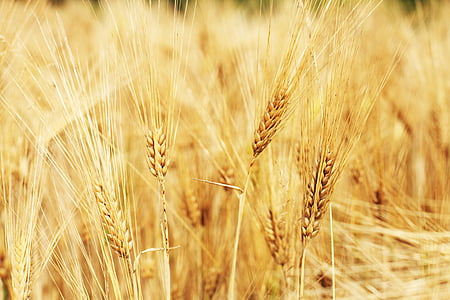 champ de blé, blé, champ de maïs, céréales, domaine, herbe, Agriculture