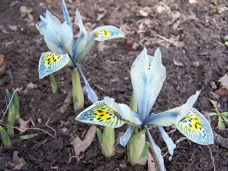 reproduction de l’iris, IRIS, schwertliliengewaechs, Iridacées, Purple, Blossom, Bloom