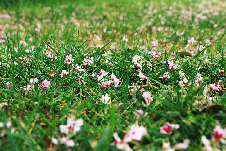 grass, meadow, flowers, chestnut blossoms, green, nature, grasses
