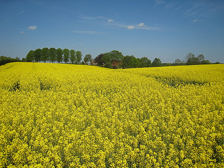 Meclemburgo, cielo, orizzonte, Germania, natura, paesaggio, azzurro cielo