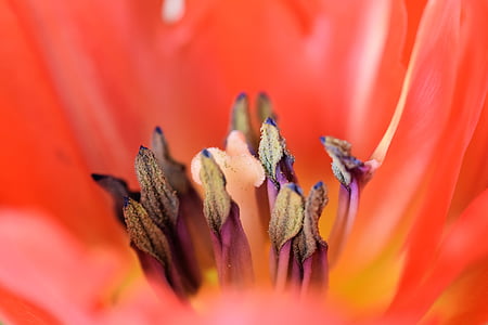 Tulipan, kwiat, kwiat, Bloom, roślina, czerwony, wiosna