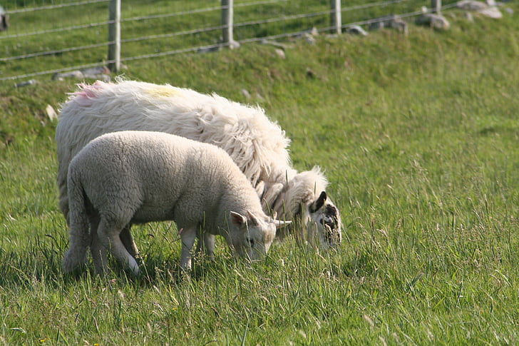 fåren, lamm, gård, jordbruk, ull, djur, gräs