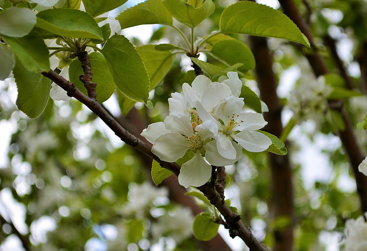 květ, Apple blossom, jabloň, bílá, Bloom, větev, zahradnictví
