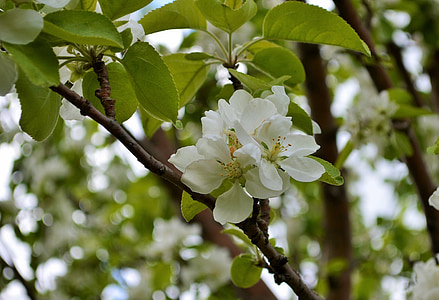 flor, flor de maçã, árvore de maçã, Branco, flor, filial, jardinagem
