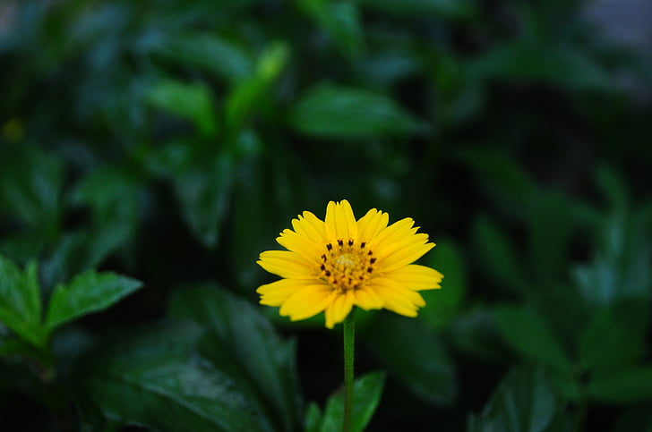 цветок, hoangduyhung, Вьетнам