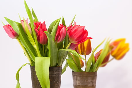 Tulip, karangan bunga Tulip, bunga musim semi, karangan bunga, schnittblume, bunga, Blossom