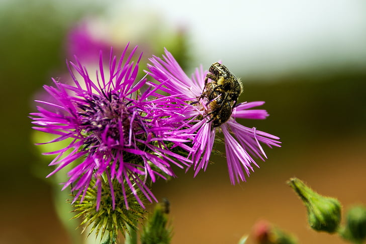 thistle, carduus, inflorescence, beetles, insects, flowers, violet