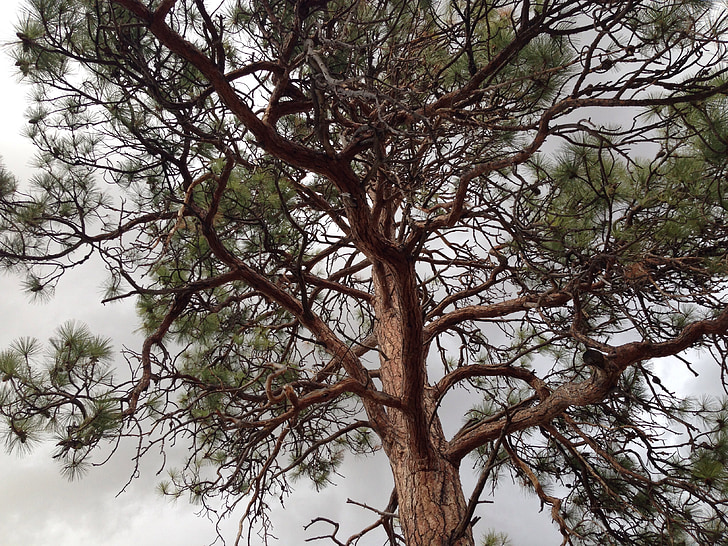 træ, Ponderosa pine, fyrretræ, Ponderosa, natur, grøn, naturlige