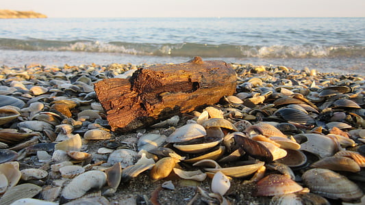 παρασυρόμενα ξύλο, Άμμος, μύδια, παραλία, ξύλο, επιπλέοντα, στη θάλασσα