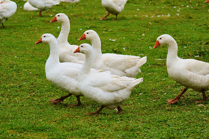 geese, white, cute, plumage, animal, domestic goose, nature