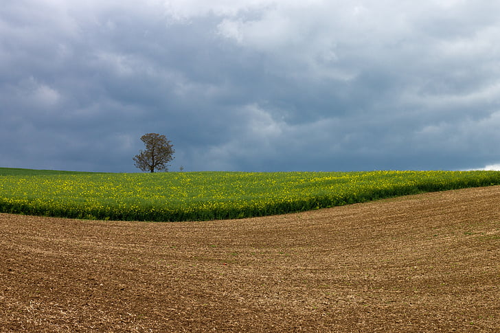 oilseed rape, field, tree, clouds, landscape, arable