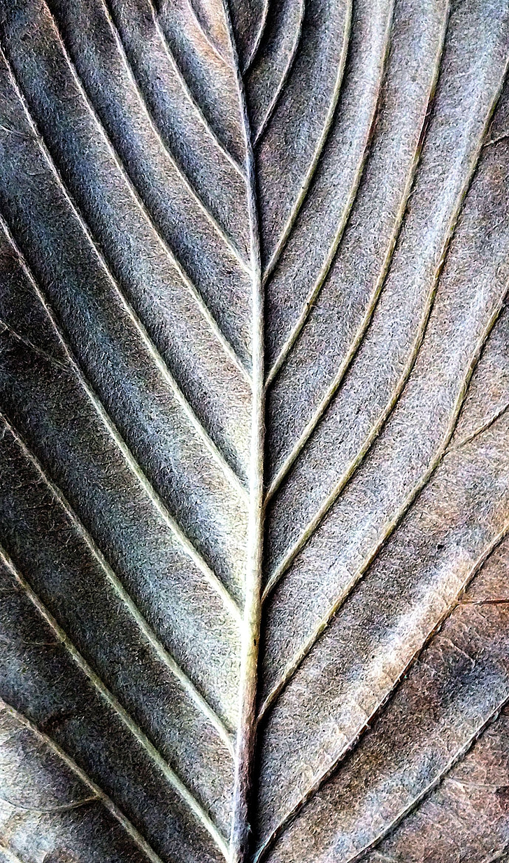 Leaf, linjer, naturliga, mönster, konsistens