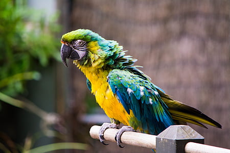 Macao, perroquet, oiseau, plume, perche, un animal, faune animale