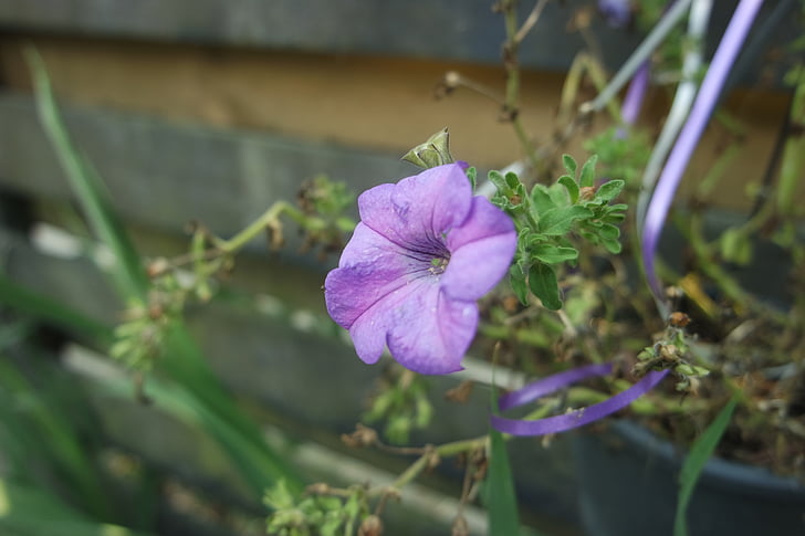 fiore, natura, Bloom, estate, fiori, primavera, viola