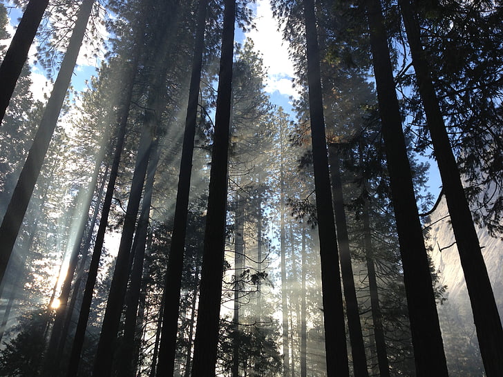 fog, forest, nature, silhouette, sky, sunbeams, tree trunks