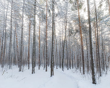 zimska šuma, snijeg, Zima, šuma, hladno, priroda, bijeli
