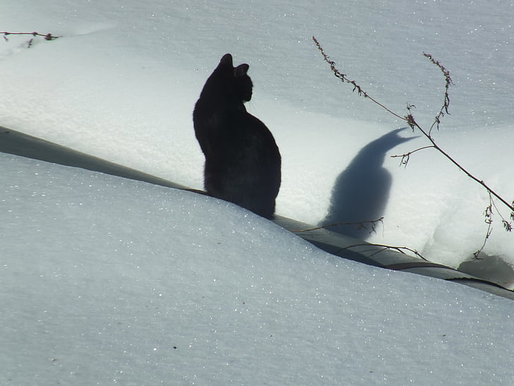 кішка, сніг, взимку, тінь, іній, ПЕТ, холодної