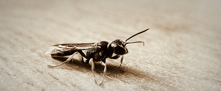 Hornet, siivet, makro, hyönteinen, bug, pieni, herkkä