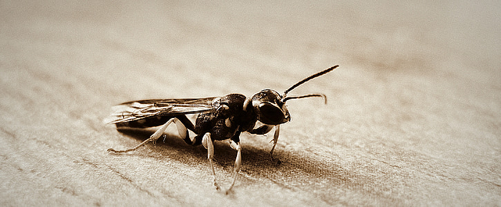 Hornet, szárnyak, makró, rovar, bug, kis, finom