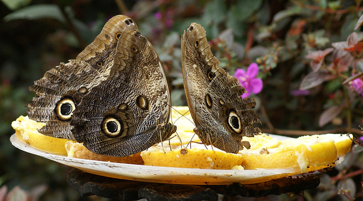 farfalle, natura, Calarca, Quindio, Colombia