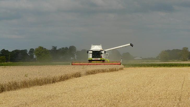 recolta, cereale, combina, arabile de agricultura, timpul secerişului, vehicule agricole, câmp