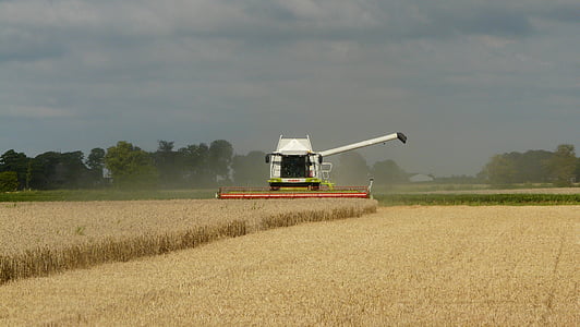 panen, gandum, menggabungkan, pertanian subur, waktu panen, pertanian kendaraan, bidang