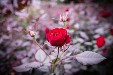Роза, Цветы, Розовый сад, Природа, красивая, красный, цветок