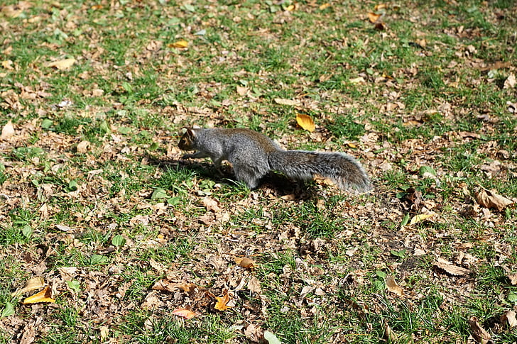 veverica, živali, Park, Boston, dobro počutje živali, ZDA, travnik