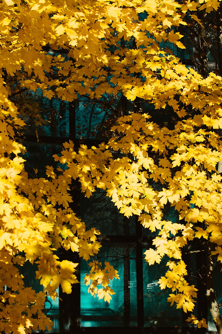 yellow, leave, plant, leaves, trees, forest, woods