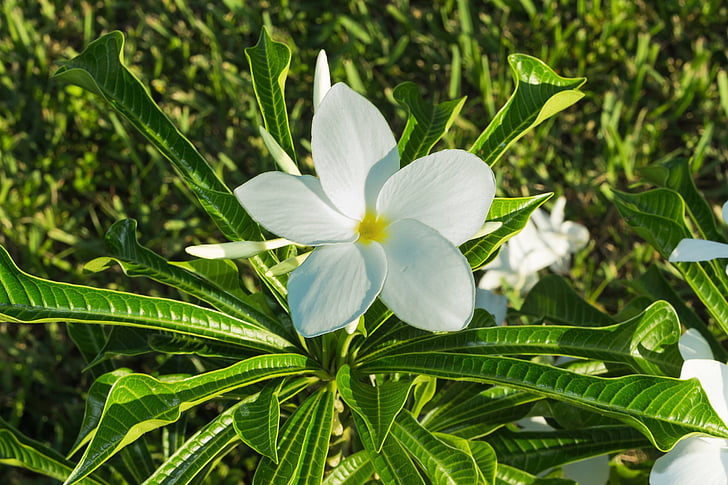 flower, white, spring, plant, nature