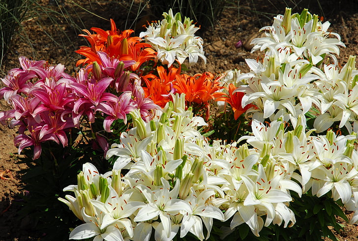 Lilien, Blumen, Blüte, Bloom, Blume-Stempel, Iris, weiß