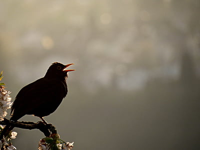 Blackbird, vták, spev, večer spieva, Sit, spievať, drep