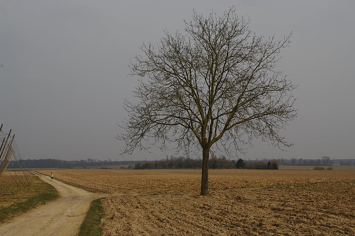 albero isolato, percorso, campi, strada, prospettiva, strada di campagna, Alsazia