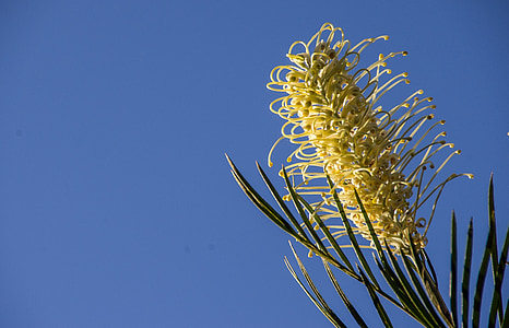 Grevillea, fleur, crémeux, blanc, australien, Native, jardin