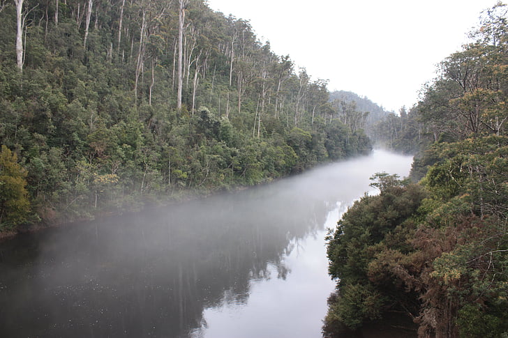 river, fog, mist, trees, water, nature, landscape