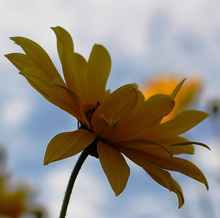 flower, blossom, bloom, petals, stalk, sun hat, yellow
