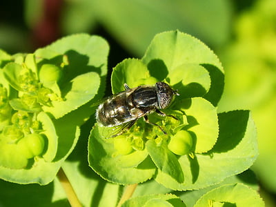 abeille yeux pixélisée, Syrphidae, fleur, Libar, composés d’yeux