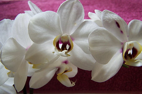 Orchid, valge lill, ruumi tehase, loodus, kroonleht, lill, taim