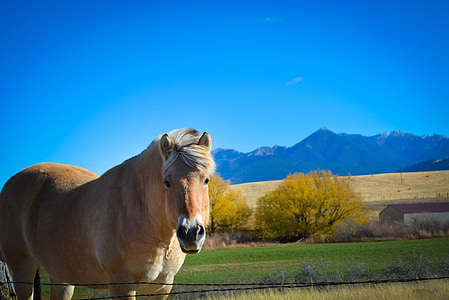 montana, horse, mountain range, montana country