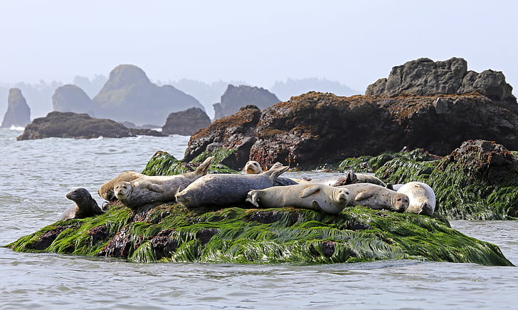 seals, resting, rock, ocean, wildlife, water, mammal