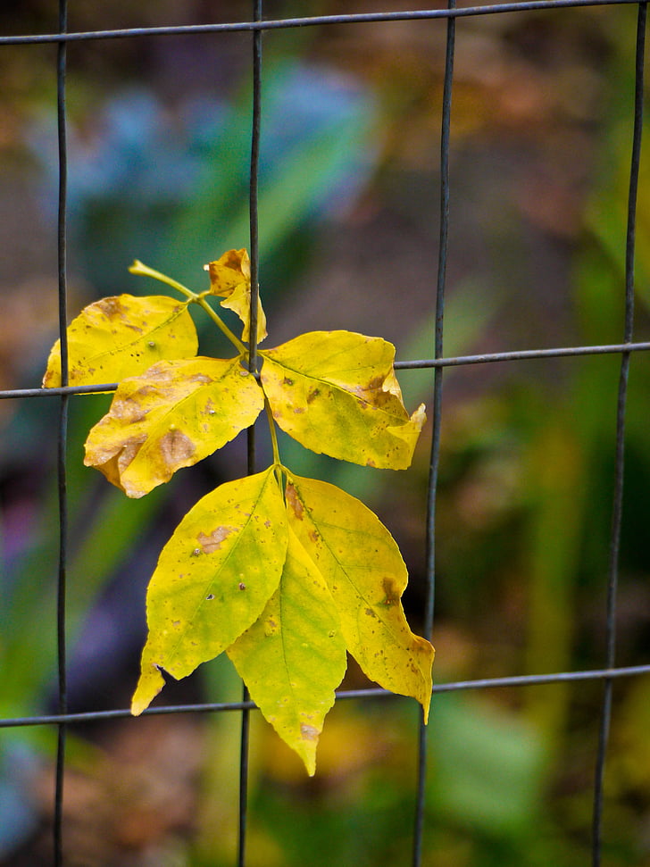 daun, kawat, pagar, kuning, musim gugur