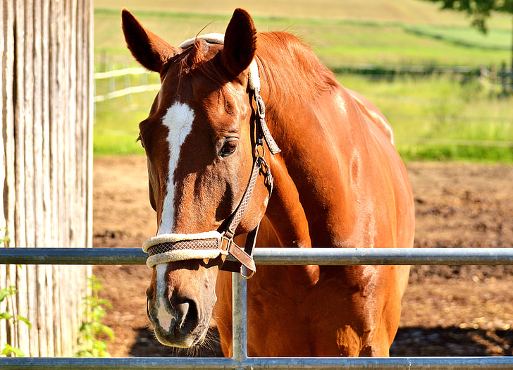 hest, stall, brun, dyrenes verden, animalske portræt, dyreliv fotografering