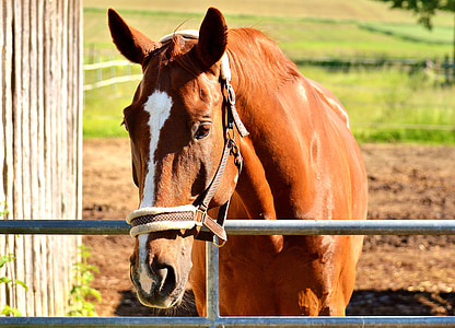 hevonen, Stall, ruskea, eläinkunnan, eläinten muotokuva, luontokuvaukseen