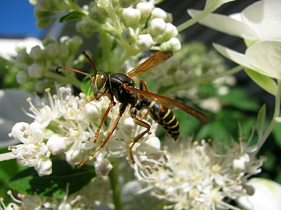 WASP, pyl, Chyba, Příroda, hmyz, žlutá, opylování