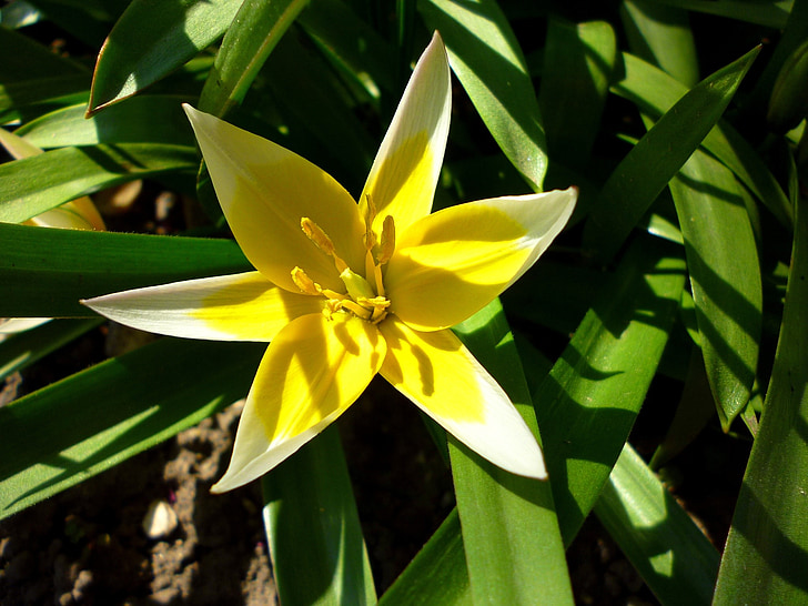Jardin des plantes, två färg, Tulip, solljus, grönt blad, våren, mars