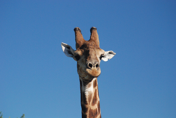 giraffa, cielo blu, Africa, Ritratto