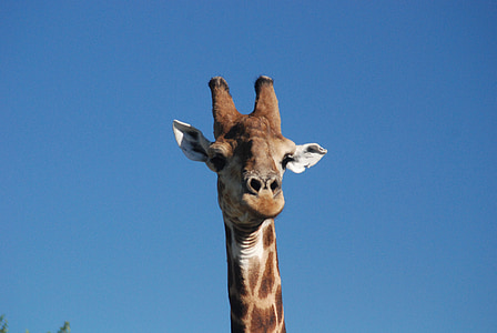 Giraffe, blauer Himmel, Afrika, Porträt