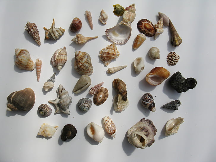 mušle, morské ulitníky, vôd slimák, mäkkýše, bývanie, more, perleť